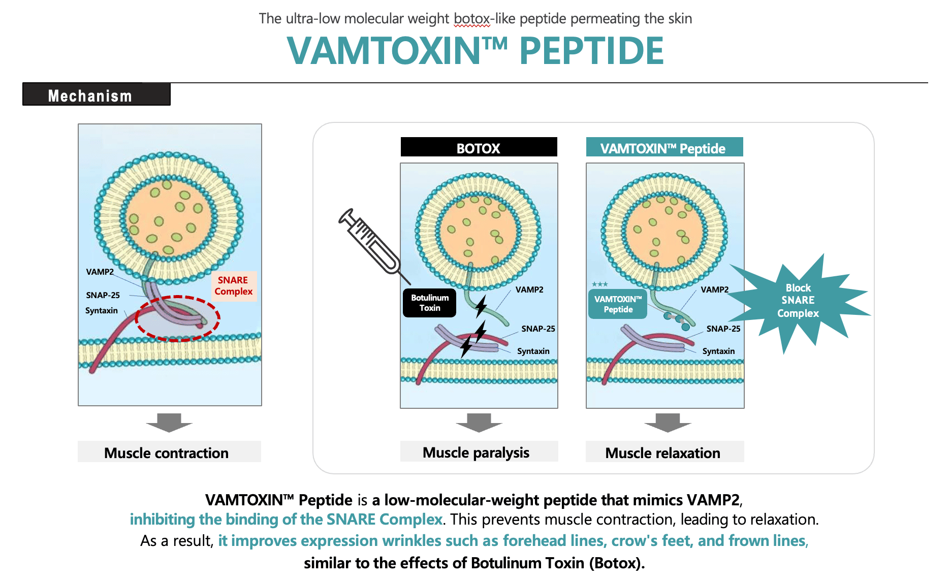Vamtoxin Mechanism vs Botox